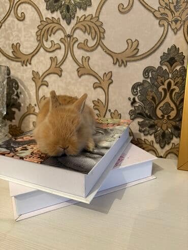 Miniatür dekorativ dovşan balası Xüsusiyyətlər: - Nərgiz rəngli lalafo.az -da Miniatür dekorativ dovşan balası Xüsusiyyətlər: - Nərgiz rəngli