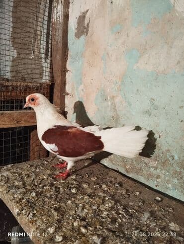 İran qırmızı çəp ağ quyruq mayadır.13 tükdür.öz quşlarimin lalafo.az -da İran qırmızı çəp ağ quyruq mayadır.13 tükdür.öz quşlarimin