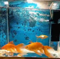 Qızılı 2 böyük iki balaca balıqhava verici akvaryum hamsı biryerdə lalafo.az -da Qızılı 2 böyük iki balaca balıqhava verici akvaryum hamsı biryerdə