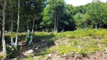 65 sot, Kənd təsərrüfatı, Mülkiyyətçi, Kupça (Çıxarış), Bələdiyyə lalafo.az -da 65 sot, Kənd təsərrüfatı, Mülkiyyətçi, Kupça (Çıxarış), Bələdiyyə