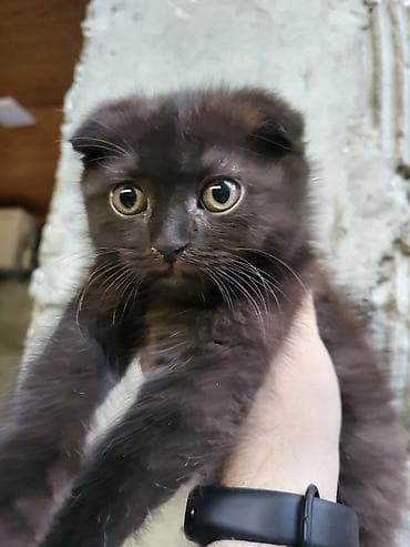 Şirin balaca pişik balaları - Növ: Ev pişiyi balaları - lalafo.az -da Şirin balaca pişik balaları - Növ: Ev pişiyi balaları -
