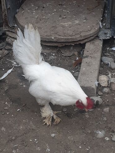 Yaponka xoruz 8 alıqdı aktiv sağlam xoruzdu təkdi lalafo.az -da Yaponka xoruz 8 alıqdı aktiv sağlam xoruzdu təkdi