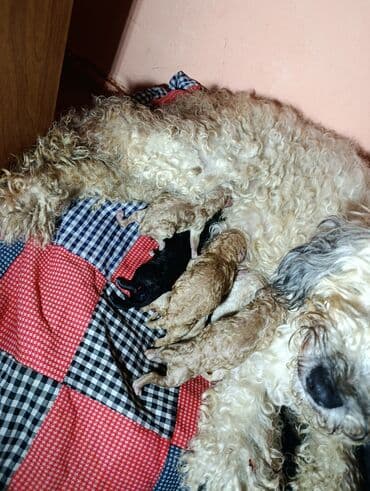 Pudel, 2 ay lalafo.az -da Pudel, 2 ay