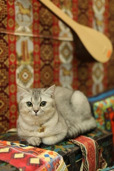 Britan, Erkək, Cütləşmə üçün lalafo.az -da Britan, Erkək, Cütləşmə üçün