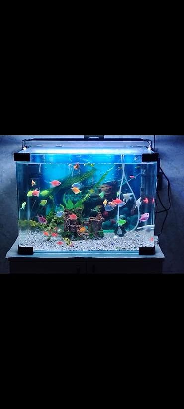 Dördbucaq akvarium, Balıqlarla birlikdə, 75 l, Ünvandan götürmə lalafo.az -da Dördbucaq akvarium, Balıqlarla birlikdə, 75 l, Ünvandan götürmə