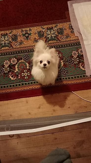 Şpitz, 8 ay, Dişi, Peyvəndli, Ödənişli çatdırılma lalafo.az -da Şpitz, 8 ay, Dişi, Peyvəndli, Ödənişli çatdırılma