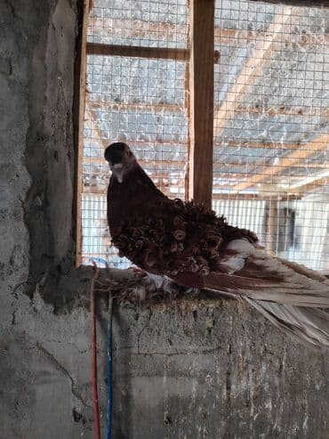 Məhsul: Bəzək güvəni – qıvırcıq tüklü fantail/Frillback tipli göy lalafo.az -da Məhsul: Bəzək güvəni – qıvırcıq tüklü fantail/Frillback tipli göy