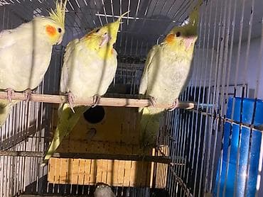 Məhsul: Nymph (kakadudu – cockatiel) papağanları, açıq-sarı/lutino lalafo.az -da Məhsul: Nymph (kakadudu – cockatiel) papağanları, açıq-sarı/lutino