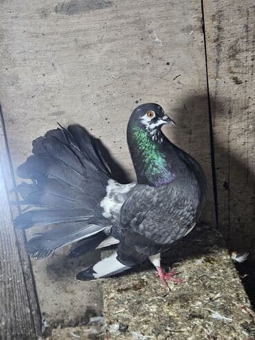 Pavlin (tovuzquşu quyruqlu) göyərçin – erkək, qazqın və sağlam lalafo.az -da Pavlin (tovuzquşu quyruqlu) göyərçin – erkək, qazqın və sağlam