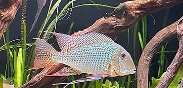 Geofequs surinamensis balıqlarının balaları satılır. 2-3 sm olan 5 lalafo.az -da Geofequs surinamensis balıqlarının balaları satılır. 2-3 sm olan 5