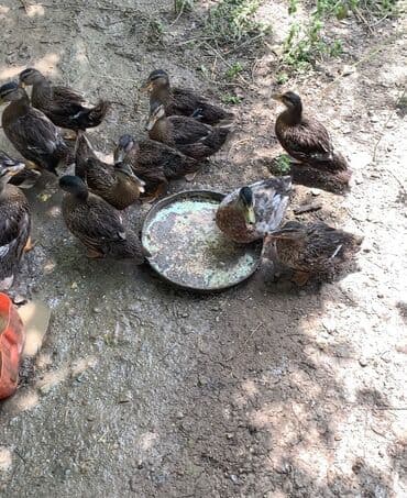 Salam aleykum yaşılbaş çöl ördəyləri başladı satışa saglam MA ŞA ALLAH lalafo.az -da Salam aleykum yaşılbaş çöl ördəyləri başladı satışa saglam MA ŞA ALLAH