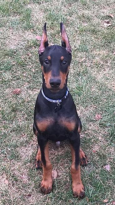 Doberman, Peyvəndli lalafo.az -da Doberman, Peyvəndli