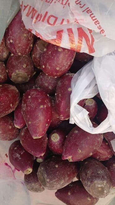 Kaktus meyvesi şeker üçün çox faydalıdır lalafo.az -da Kaktus meyvesi şeker üçün çox faydalıdır