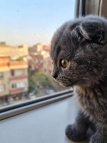 Şotland, Dişi, Yaxşı əllərə, Ünvandan götürmə lalafo.az -da Şotland, Dişi, Yaxşı əllərə, Ünvandan götürmə