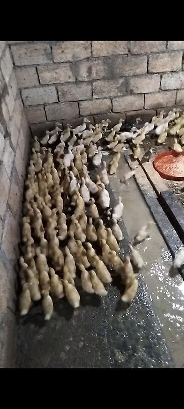 Salam 240 Eded 16 günlük Saf Qan Ağır Cekili Orginal Pekin Ördekleri lalafo.az -da Salam 240 Eded 16 günlük Saf Qan Ağır Cekili Orginal Pekin Ördekleri