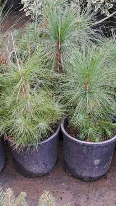 Bitki dərmanları: Piramida,Arizona konos pixtda,limoni yolkaleylandra,v.s yolkalar lalafo.az -da — 1 Bitki dərmanları: Piramida,Arizona konos pixtda,limoni yolkaleylandra,v.s yolkalar — 1