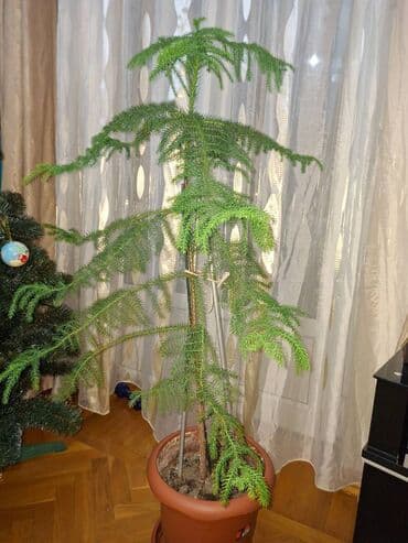 Satılır otaq bitkisi Araukariya (otaq şam ağacı). Sağlam, baxımlı və lalafo.az -da Satılır otaq bitkisi Araukariya (otaq şam ağacı). Sağlam, baxımlı və