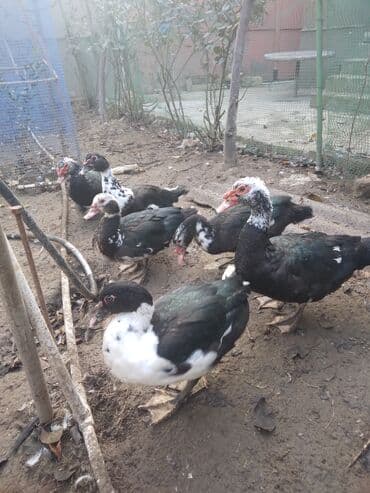 Muscovy ördəkləri (hind ördəyi) – qara-ağ rəngli sürü - Növ lalafo.az -da Muscovy ördəkləri (hind ördəyi) – qara-ağ rəngli sürü - Növ