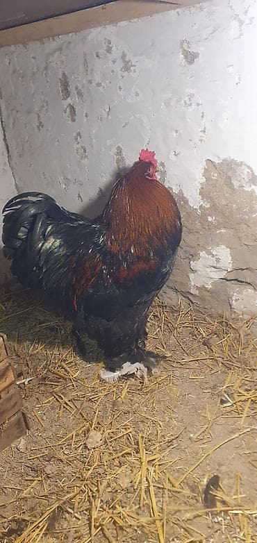 Saf qanlı Brama xoruzu - Cins: Brahma (iri ədalı, tüklü ayaqlı) - lalafo.az -da Saf qanlı Brama xoruzu - Cins: Brahma (iri ədalı, tüklü ayaqlı) -