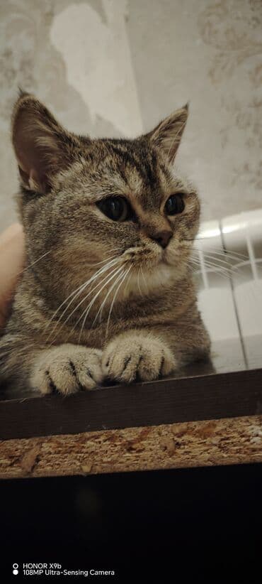 Qızıl şinşilla, Dişi, Ünvandan götürmə lalafo.az -da Qızıl şinşilla, Dişi, Ünvandan götürmə