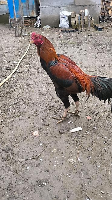 Xoruz, il: 1, Ünvandan götürmə lalafo.az -da Xoruz, il: 1, Ünvandan götürmə