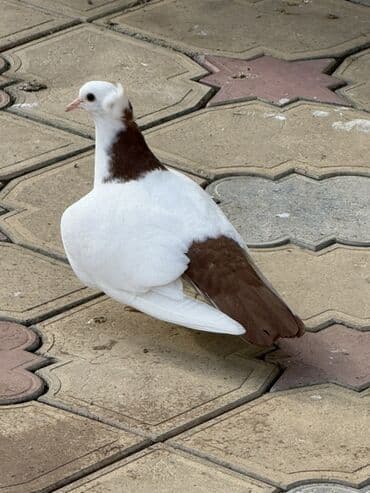 Qirmizi boyun desde abrez baladan qizma mayaya oxsuyur lalafo.az -da Qirmizi boyun desde abrez baladan qizma mayaya oxsuyur