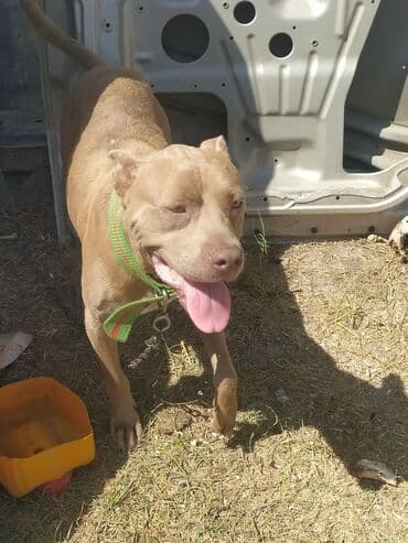 Amerikan pitbull iti qižil rəng göy göz təlimi var söze qulaq asır lalafo.az -da Amerikan pitbull iti qižil rəng göy göz təlimi var söze qulaq asır