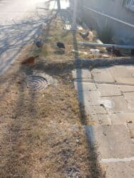 Təbii şəraitdə böyüyən kənd çolpaları satılır.fərələr10azn lalafo.az -da Təbii şəraitdə böyüyən kənd çolpaları satılır.fərələr10azn