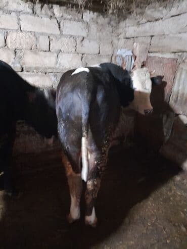 Salam riyal alciyla razlawacam danalar hamsi erkeydi birin qoymuwam lalafo.az -da Salam riyal alciyla razlawacam danalar hamsi erkeydi birin qoymuwam