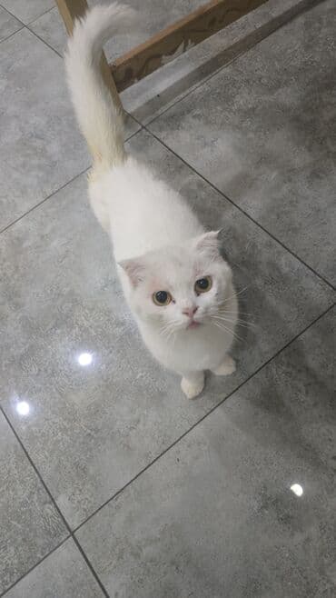 Britan yastı qulaq, Dişi, Yaxşı əllərə, Ünvandan götürmə lalafo.az -da Britan yastı qulaq, Dişi, Yaxşı əllərə, Ünvandan götürmə