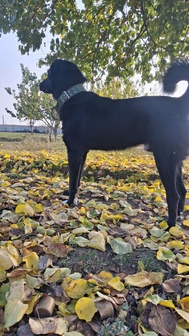 1 il, Erkek lalafo.az -da 1 il, Erkek