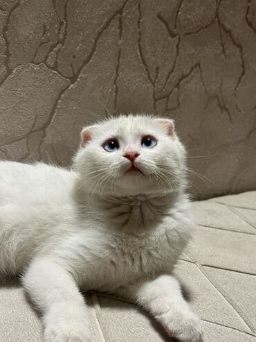 Şotland yastı qulaq, Erkək, Yaxşı əllərə, Ünvandan götürmə lalafo.az -da Şotland yastı qulaq, Erkək, Yaxşı əllərə, Ünvandan götürmə