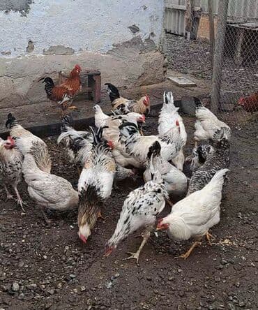 Cavan 8ayliq xoruzlar satilir tam saglam heyvanlardi lalafo.az -da Cavan 8ayliq xoruzlar satilir tam saglam heyvanlardi