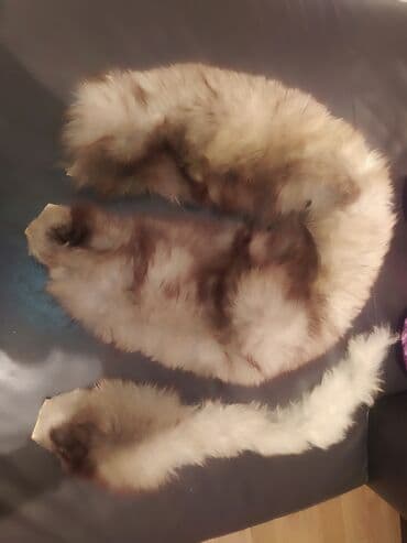 Məhsul: Təbii xəz yaxalıq (Песец). Натуральный меховой воротник lalafo.az -da Məhsul: Təbii xəz yaxalıq (Песец). Натуральный меховой воротник