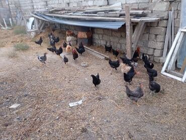 Digər quşlar lalafo.az -da Digər quşlar