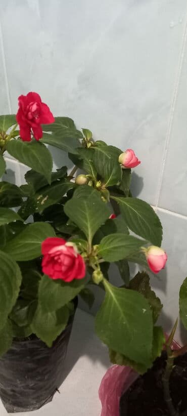 Gözəl otaq bitkiləri kolleksiyası - Qırmızı çiçəkləyən lalafo.az -da Gözəl otaq bitkiləri kolleksiyası - Qırmızı çiçəkləyən