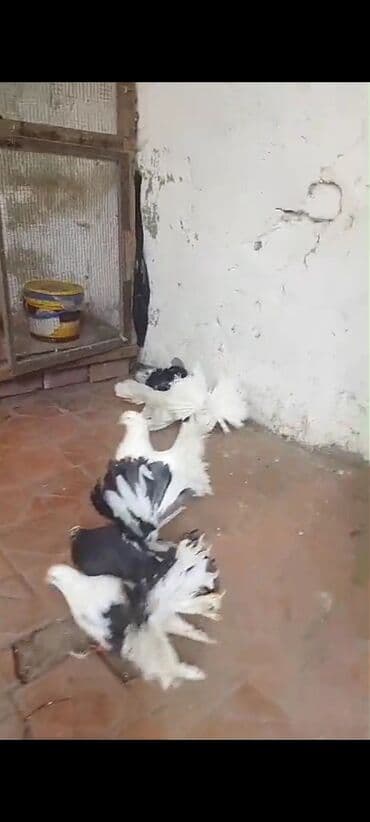 Pavlinlər satılır Rusiya və Alman sortlarıdi 6ədəddir lalafo.az -da Pavlinlər satılır Rusiya və Alman sortlarıdi 6ədəddir