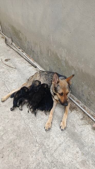 Alman çoban iti, 5 ay, Dişi lalafo.az -da Alman çoban iti, 5 ay, Dişi