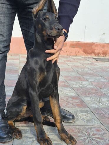 Doberman, 4 ay, Erkek, Peyvəndli, Ünvandan götürmə lalafo.az -da Doberman, 4 ay, Erkek, Peyvəndli, Ünvandan götürmə