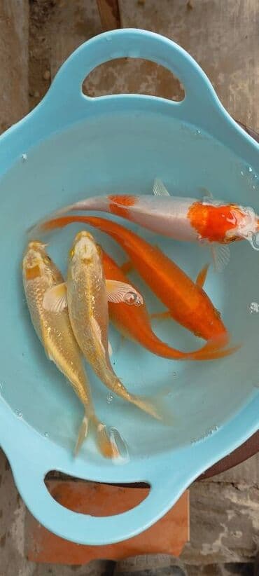 Koi, Sülhsevər, Ödənişli çatdırılma lalafo.az -da Koi, Sülhsevər, Ödənişli çatdırılma