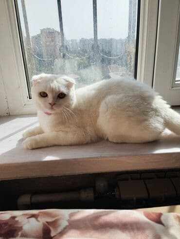 Şotland, Dişi, Yaxşı əllərə lalafo.az -da Şotland, Dişi, Yaxşı əllərə