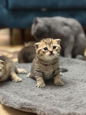 Qızıl şinşilla, Erkək, Pulsuz çatdırılma lalafo.az -da Qızıl şinşilla, Erkək, Pulsuz çatdırılma