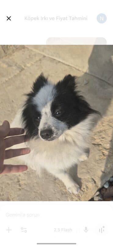 Brilliance: Şpitz, Erkek lalafo.az -da — 2 Brilliance: Şpitz, Erkek — 2