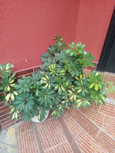 Şeflera gülü özüm ekib becerirem ve satıram lalafo.az -da Şeflera gülü özüm ekib becerirem ve satıram