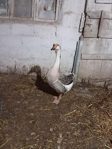 Erkək, Ətlik, Ünvandan götürmə lalafo.az -da Erkək, Ətlik, Ünvandan götürmə