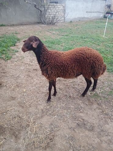 Qala cinsi lalafo.az -da Qala cinsi