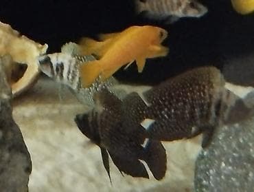 Cixlid balığı lalafo.az -da Cixlid balığı