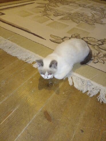 Britan, Dişi, Yaxşı əllərə, Ünvandan götürmə lalafo.az -da Britan, Dişi, Yaxşı əllərə, Ünvandan götürmə