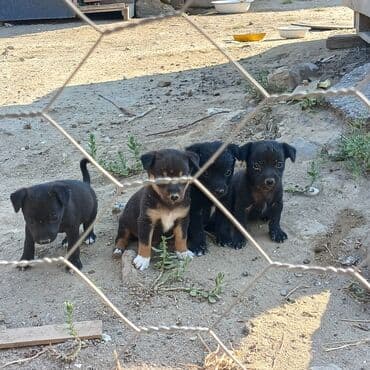 Zvonok, 1 ay, Erkek, Ünvandan götürmə lalafo.az -da Zvonok, 1 ay, Erkek, Ünvandan götürmə