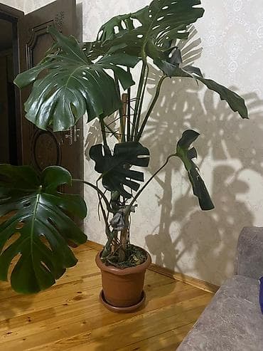 Monstera deliciosa (Şveytsariya pendiri bitkisi) – iri, deşikli parlaq lalafo.az -da Monstera deliciosa (Şveytsariya pendiri bitkisi) – iri, deşikli parlaq